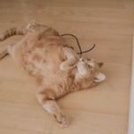 Why Do Cats Roll on Their Backs Best Guide