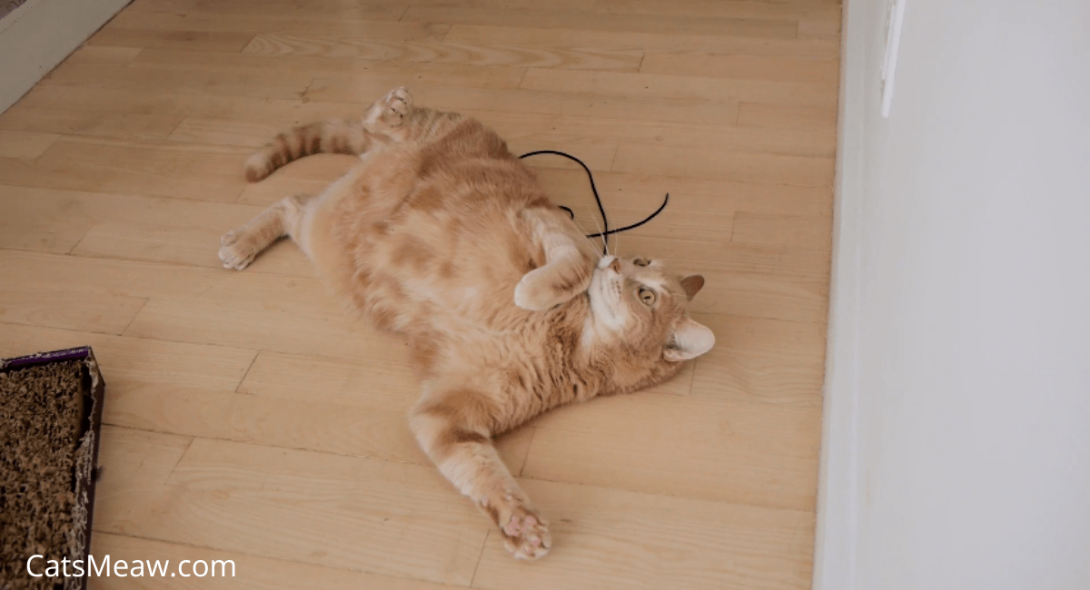 Why Do Cats Roll on Their Backs Best Guide