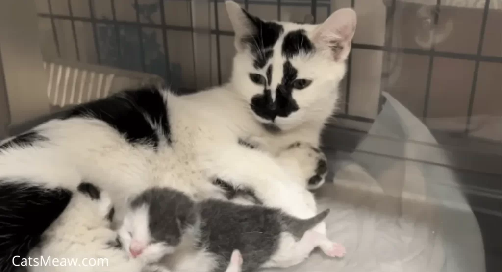 when can kittens leave their mom