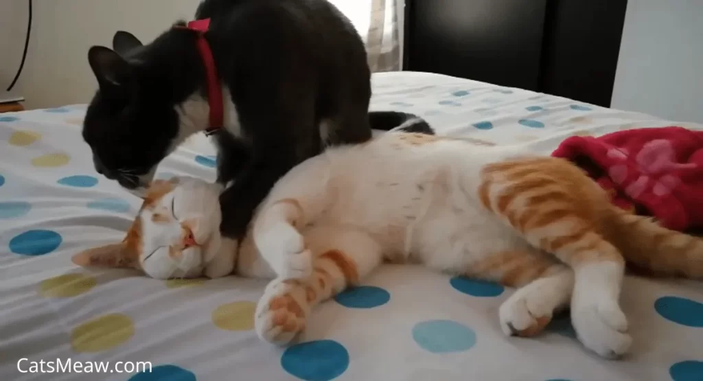 why do cats groom each other