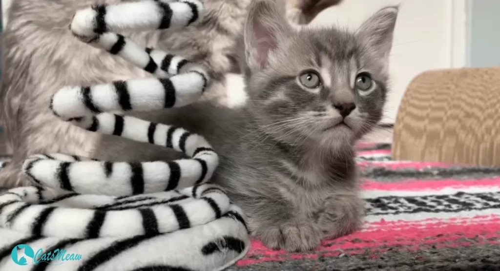 Six Week Old Kittens Care Feeding, Grooming, and Development Guide