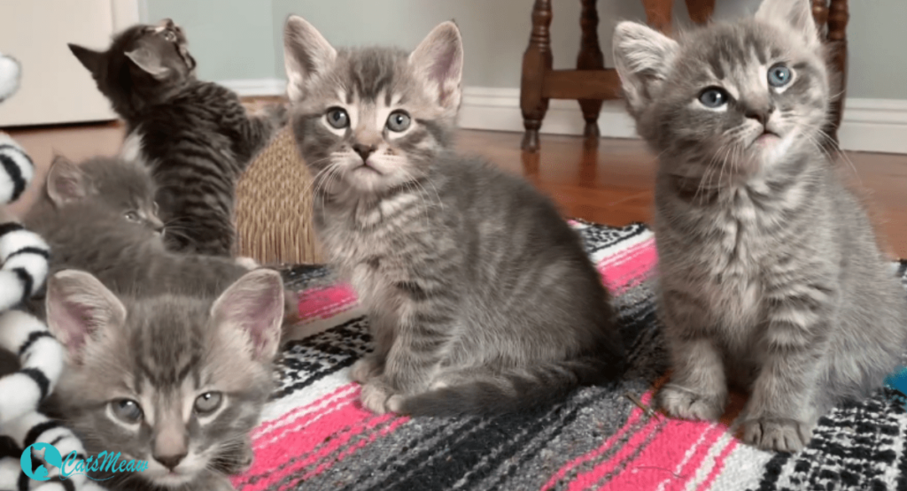 Six Week Old Kittens Care Feeding, Grooming, and Development Guide