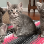 Six Week Old Kittens Care Feeding, Grooming, and Development Guide