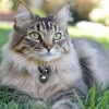 hypothyroid disease in cats Symptoms & Care