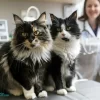 Two cats at a vet checkup discussing cat allergy medicine