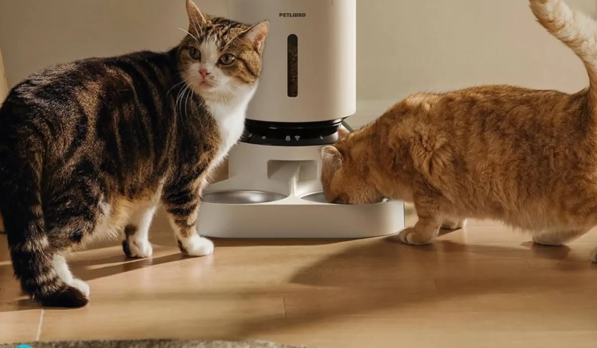 Two cats beside different Petlibro automatic pet feeders styles