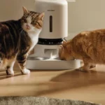 Two cats beside different Petlibro automatic pet feeders styles