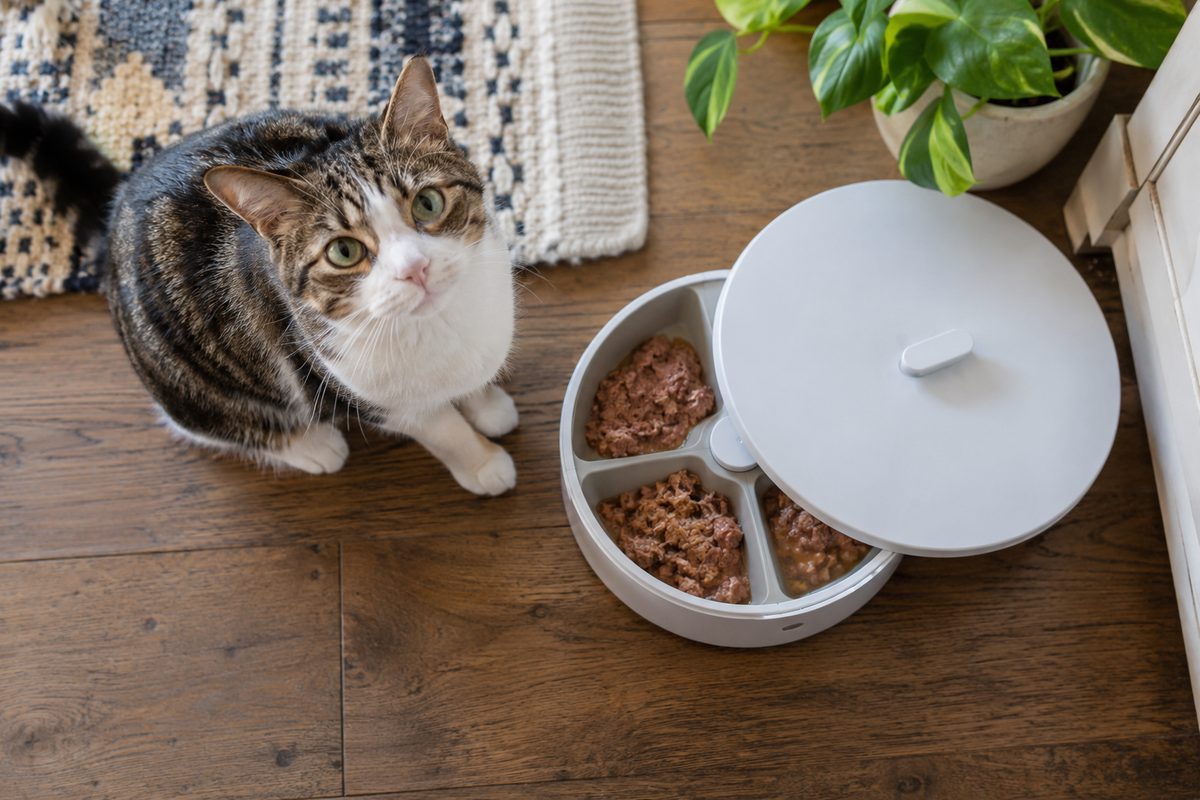 Best Automatic Cat Feeder for Wet Food: 5 Top Models